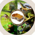 Resin Rock Worm Feeder Dish, Reptile Food Water Rock Bowls for Lizards, Chameleon, Bearded Dragons