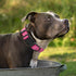 Mile High Life Reflective Dog Collar, Light Weight Nylon Puppy Collars, Solid Pink for Small Dogs (X-Small)