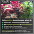 30g GlasGarten Shrimp Snacks Dandelion
