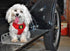 EcoBark Dog Harness, Eco-Friendly Max Comfort, Soft Mesh Halter, Over The Head Vest, No Pull, No Choke, XS, Red
