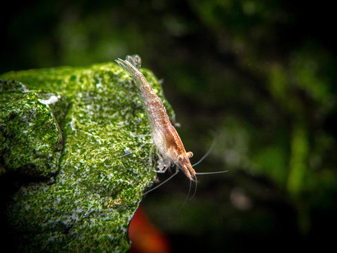 1 1/2 1 inch Aquatic Arts Live Freshwater Sakura Red Cherry Shrimp (Neocaridina davidi) - Breeding Age Young Adult