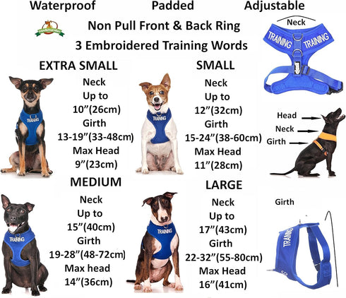 Training Dog Harness (L) - Blue Colour Coded Non-Pull Front and Back D Ring, Padded and Waterproof