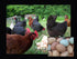 Desert Oasis Farm Fertile Hatching Eggs