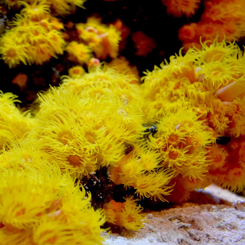 Seachem Reef Iodide 250ml for Marine Aquariums