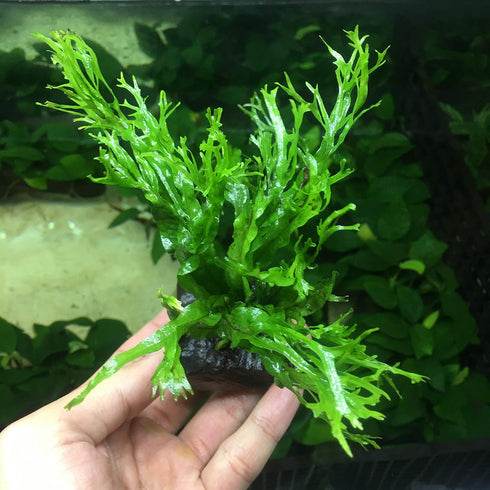 Anubias, Java Fern, Moss and more! Freshwater Live Aquarium Plants on Driftwood for Aquatic Tropical Fish Tank