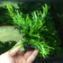 Anubias, Java Fern, Moss and more! Freshwater Live Aquarium Plants on Driftwood for Aquatic Tropical Fish Tank