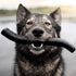 Barkbox Super Chewer Tough Fetch Toy for Aggressive Chewers - Durable Rubber & Nylon for All Dog Sizes