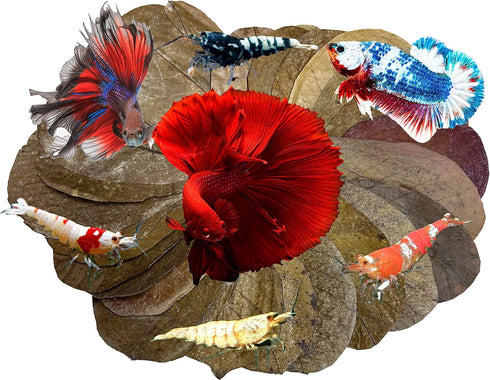 30 Awesome Aquatic Betta & Shrimp Leaves 4"-6" Premium Catappa Indian Almond Leaves for Natural Habitat