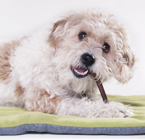 6 1 lb Downtown Pet Supply - Bully Sticks for Dogs - Dog Dental Treats & Rawhide-Free Chews - Dog Treats with Protein