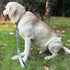 Large Dog Short Leash: Nylon Belting with Soft Padded Handle Lead (18 Inches, Ultimate Grey)