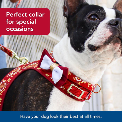 Coastal Pet Accent Metallic Adjustable Dog Collar, Comfortable with Sturdy Metal Buckle, Royal Burgundy Crowns, 5/8" x