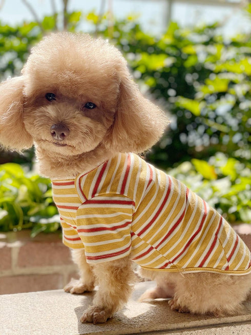 Dog Shirts Cotton Striped T-Shirt, Summer Pet Clothes for Small Dogs, 2-Pack Soft Puppy Apparel Cat Tee
