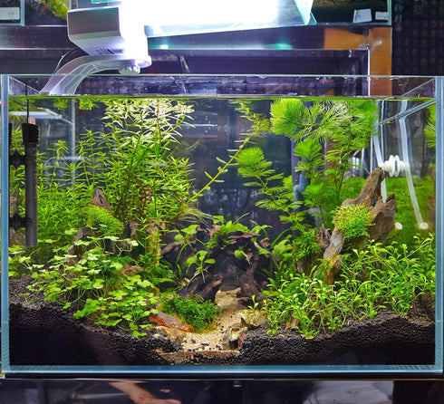 Aquarium Heater for Fish Tank 50W for up to 20 Gallons, Shatterproof for Marine and Fresh Water