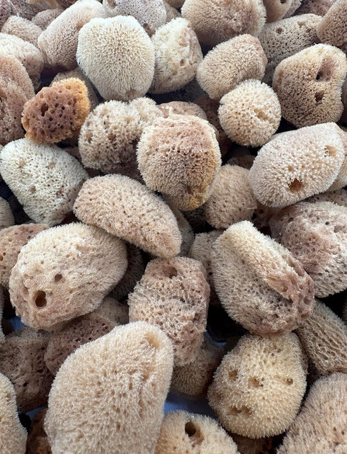 Awesome Aquatic 5 Pack 5 Unbleached Natural Hermit Crab Sponges Natural Sea Sponge Maintains Humidity Drinking Water
