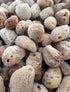 Awesome Aquatic 5 Pack 5 Unbleached Natural Hermit Crab Sponges Natural Sea Sponge Maintains Humidity Drinking Water