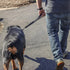 Coastal Pet Double-Ply Dog Traffic Leash, Black, 1" x 24" - Durable for Vet Visits