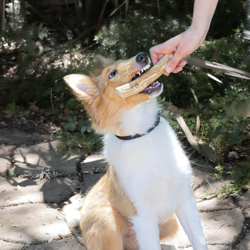 lemuria Set of 3 Coffee Wood Dog Chew Stick Toy - Natural Durable Chews for Large Dogs, Safe Dental Cleaning
