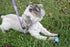 Country Brook Petz Premium Nylon Dog Collar with Metal Buckle for Small Medium Large Breeds (Large, 1 Inch, Lavender)