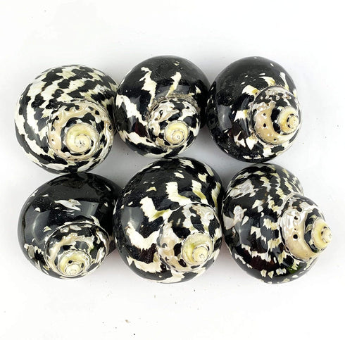 Worlds 2pc 2" Inch-2-3/4 Inch Turbo Shells,Polished Meg Pie Hermit Crab Shells