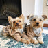 Fitwarm Knitted Pet Clothes Dog Sweater Hoodie Sweatshirts Pullover Cat Jackets Khaki XXL