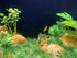 BEGONDIS 18 Pcs Artificial Green Water Plants Flower Set for Fish Tank Aquarium Decorations