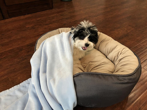 Super Soft Premium Pet Blankets | Best Friend Blue Pet Blanket, 30" x 40", Designed for Puppies & Kittens