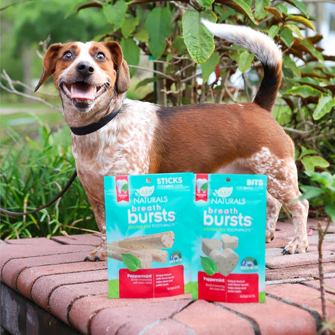 ARK NATURALS Breath Bursts, Brushless Toothpaste Dog Treats, Peppermint, 4 oz, 1 Pack for Small Breeds
