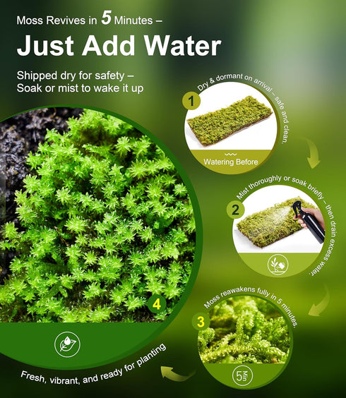 Pack 2 Live Moss Duo Types of Real Live Sheet/Sphagnum Moss for Terrariums, Terrarium Mosses Landscaping, Reptile Tank