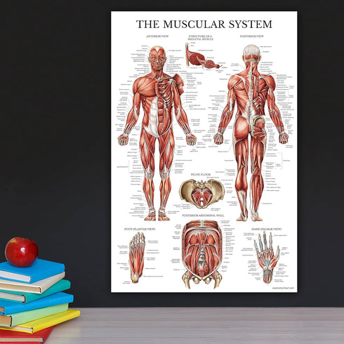 Palace Learning Stretching Exercises and Muscular System Anatomy Poster Set - Laminated 2 Chart Set, 18" x 24"