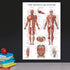 Palace Learning Stretching Exercises and Muscular System Anatomy Poster Set - Laminated 2 Chart Set, 18" x 24"