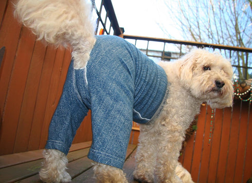 Original Dog Pants - E-Collar Alternative for Medium Dogs, Blue