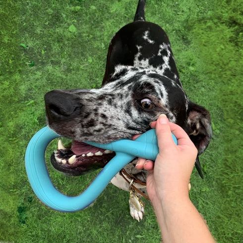 Nylabone Tuug Interactive Dog Toy for Enrichment, Flexible Tug Toy for Creative Play & Exercise