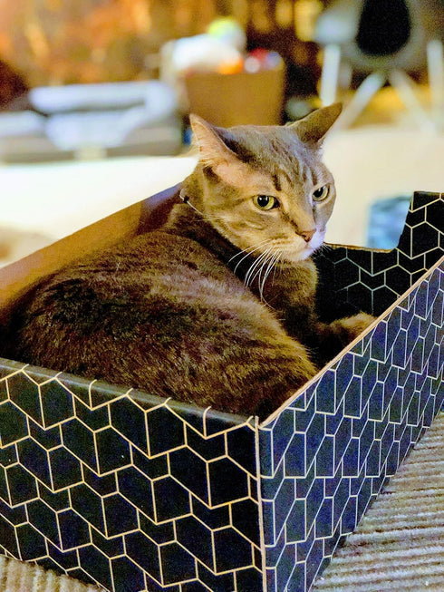 Modern Cat Box Lounger with Peek-a-Boo Cutout, Premium Corrugated Cardboard Bed for Kittens and Small Pets, Blue
