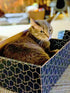 Modern Cat Box Lounger with Peek-a-Boo Cutout, Premium Corrugated Cardboard Bed for Kittens and Small Pets, Blue