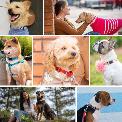 Blueberry Pet Essentials X-Small Dog Collar, Adjustable & Eco-Friendly Durable Nylon Strap, Black for Boy & Girl Pets