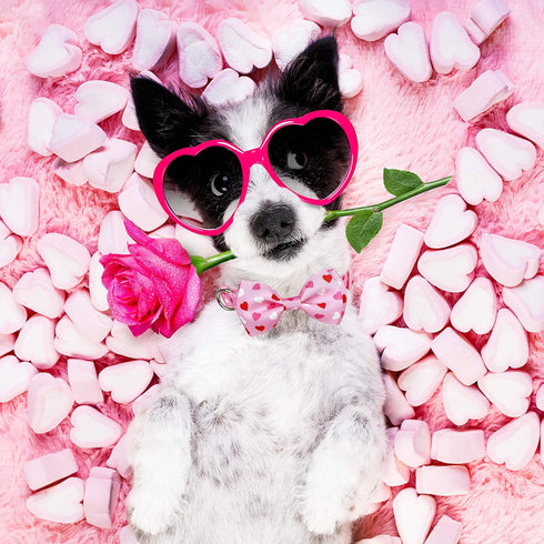 Valentine's Day Dog Collar with Bow Tie, Cute Holiday Collar for Medium Dogs, Boys, Girls, Puppy Pets.
