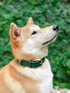 Tuff Pupper Classic Heavy Duty Dog Collar, 10x Stronger Than Leather, Waterproof & Odor Proof, Small (12-15" Neck)