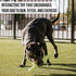 Hyper Pet Fetching Dog Toys, Throwing Stick Made with EVA Foam, Easy to Clean & Floats on Water