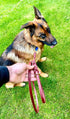 Ravenox Latigo Leather Dog Leash | Burgundy (1/2-inch x 6-feet) | USA Amish Made for Small to Medium Dogs