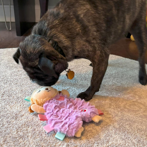 SPOT Soothers- Tabbie Lambie Dog Toy, Stuffing Free, Scented with Calming Lavender Fragrance Beads for Dogs