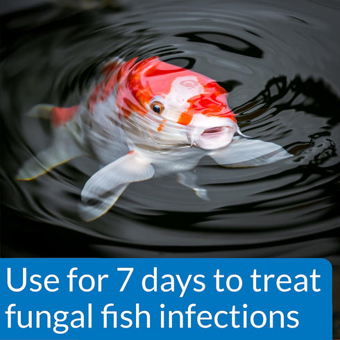 API POND PIMAFIX Antifungal Pond Fish Infection Remedy, 64-Ounce Bottle