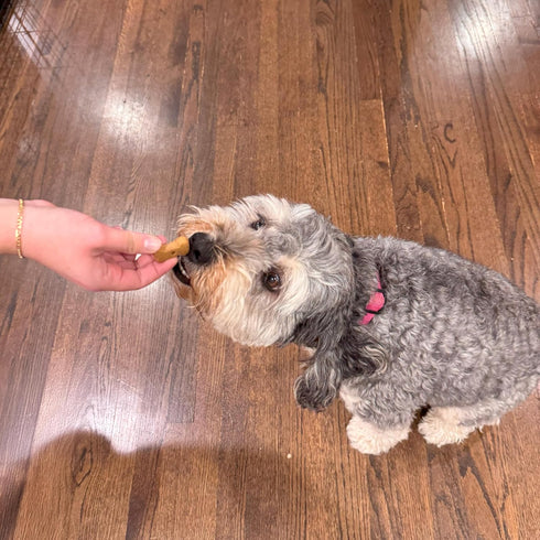 Best Buddy Bones Training Treats for Dogs and Puppies by Exclusively Dog - All Natural, Chicken Flavor, 5.5oz