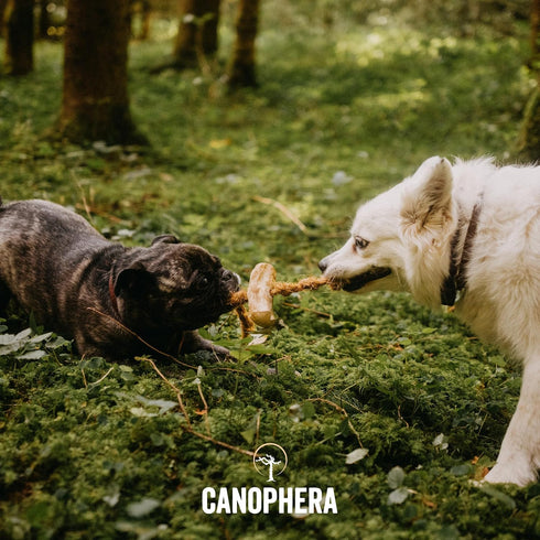 Dog CHEW Made of Coffee Wood and Coconut Rope, Xtra Large
