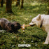 Dog CHEW Made of Coffee Wood and Coconut Rope - Xtra Large, 2 Pack