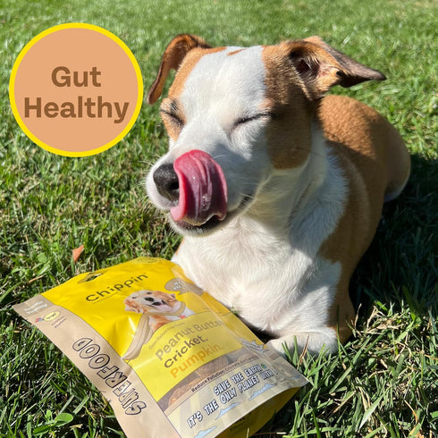 Peanut Butter, Cricket, Pumpkin Gut Health Dog Treats (5oz, 2-Pack) | Limited Ingredients, Hypoallergenic, Natural Prebiotic | Pet Superfood Training Treat and Meal Topper I Made in USA