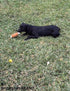 Puppy Toys - 7 PCS Adorable Plush Chews for Small Dogs, Safe Interactive Teething Playmates