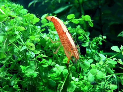 2 Aquatic Arts Small Freshwater Bamboo Shrimp (Live Singapore Flower Shrimp) | Aquarium Filter Shrimp | Safe with Tetra