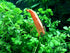 2 Aquatic Arts Small Freshwater Bamboo Shrimp (Live Singapore Flower Shrimp) | Aquarium Filter Shrimp | Safe with Tetra