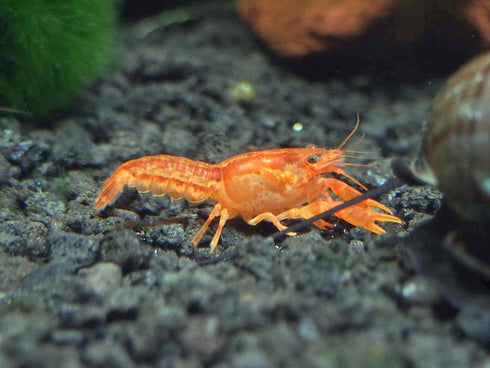 Aquatic Arts - CPO Crayfish (Male/Female Pair) - Live Freshwater Aquarium Lobster/Crawfish/Crawdad/Real Living Nano