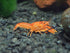 Aquatic Arts - CPO Crayfish (Male/Female Pair) - Live Freshwater Aquarium Lobster/Crawfish/Crawdad/Real Living Nano